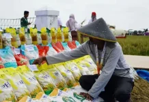 Tekan Harga Beras Premium, Bulog Siapkan Beras SPHP 'Beras Kita'