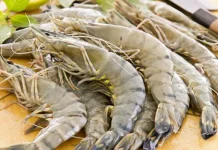 DPR Apresiasi Udang Kebumen Tembus Pasar AS