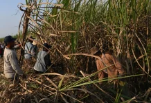 Senyum Petani Indonesia untuk Presiden Prabowo Subianto