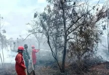 Kebakaran Hutan Terdeteksi di Rokan Hulu, Tim Gabungan Lakukan Pemadaman