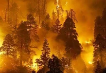 Kebakaran Hutan di Kalimantan Meningkat, Pemerintah Perkuat Mitigasi