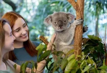 Simak Fakta Unik Tentang Koala, Hewan Menggemaskan Asal Australia
