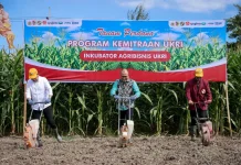 Pemerintah Dorong Petani Jagung Perkuat Kelompok Tani lewat Akses KUR