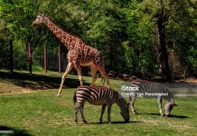 Jangan Keliru, Ini Perbedaan Kebun Binatang, Taman Safari, dan Suaka Margasatwa