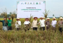 BAZNAS Bersama Petani Binaan Sukses Panen Raya 150 Ton Padi di Batu Bara