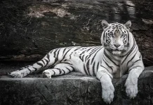 Pemkot Semarang Akan Selidiki Kematian Harimau Putih di Semarang Zoo
