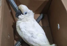 Jual Burung Dilindungi lewat Facebook, Pria di Jayapura Terancam 15 Tahun Penjara