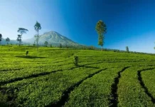 Agro Eduwisata Jadi Magnet Baru: Dari Tempat Rekreasi Menjadi Ruang Belajar