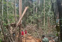 Kemenhut Perkuat Pengamanan Kawasan Eks PBPH di Empat Provinsi