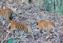 Dua Anak Harimau Sumatra Kembali Terdeteksi di TN Kerinci Seblat