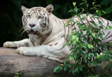 Harimau Putih Mati, Walkot Agustina Soroti Anggaran Semarang Zoo