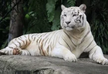 Sekda Beberkan Penyebab Kematian Harimau Putih Semarang Zoo