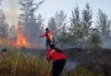 El Nino Menguat 72 Persen, BMKG Ingatkan Ancaman Kekeringan-Karhutla di Indonesia