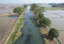 Irigasi Bermasalah, Sawah di Kecamatan Pebayuran Bekasi Tak Bisa Ditanami Padi