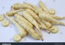 Mengenal Umbi Garut, Tanaman Pangan yang Bisa Diolah Menjadi Tepung Bebas Gluten