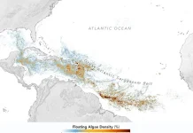 Sargassum Atlantik Capai Level Ekstrem, Karibia dan Teluk Meksiko Pecahkan Rekor