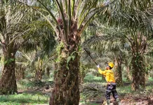 Inovasi dan Konservasi, Komitmen Astra Agro Kelola Sawit Berkelanjutan