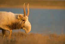 Antelop Saiga, Hidung Besar untuk Adaptasi terhadap Lingkungan Steps Ekstrem