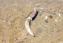 Gelombang Panas Picu Sungai Danube Surut, Fosil Mammoth Ditemukan