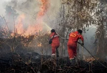 BMKG Keluarkan Peringatan, Puncak El Nino Diprediksi Lebih Dahsyat hingga 2027