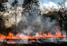 700 Bangunan Hangus akibat Kebakaran Hutan di Washington