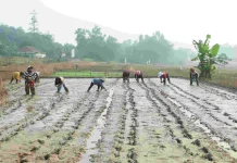 Tingkat Kesejahteraan Petani, Dinas Pertanian Bekasi Terapkan Pertanian Modern