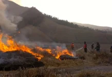 TNBTS Duga Kebakaran Gunung Bromo Dipicu Ulah Manusia