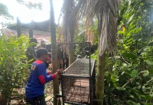 BBKSDA Riau Tangani Dugaan Konflik Beruang Madu di Pelalawan