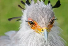 Secretary Bird, Burung Pemangsa yang Lebih Sering Berjalan daripada Terbang