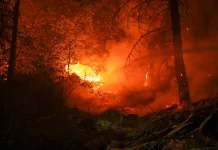 BPBD Jambi Siapkan 81 Posko Terpadu Cegah Karhutla