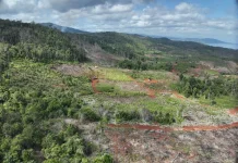 Kemenhut Bongkar Modus Jual-Beli Garapan di Hutan Lindung Luwu Timur