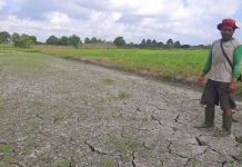 Jangan Paksa Tanam Padi, BMKG Keluarkan Peringatan untuk Petani Babel