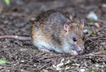 Dari Tikus ke Manusia, Begini Cara Leptospirosis Menyebar