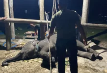 Kematian Gajah Yuna, BKSDA Aceh Perkuat Deteksi Dini EEHV