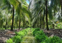 Kaya Gizi dan Serbaguna, Simak Manfaat yang Ada di Pohon Kelapa