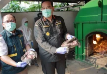Karantina Banten Musnahkan 3,6 Ton Daging Tanpa Dokumen