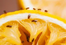 Buah Matang Bikin Lalat Kecil Berdatangan, Kenapa?