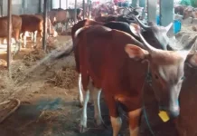 Pemerintah Kota Bekasi Dorong Sertifikat Halal bagi Usaha Rumah Potong Hewan