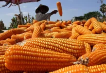 Bapanas Usul Tambahan 150 Ribu Ton Jagung Pakan