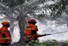 BNPB Prioritaskan Penanganan Karhutla di Enam Provinsi