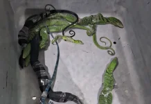 WNA Korsel Selundupkan Delapan Biawak Melalui Bandara Soetta