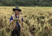Relakan Cincin dan Tanah Warisan, Ini Kisah di Balik Perjuangan Pahlawan Pangan