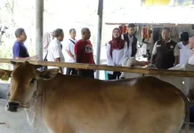 Pemprov Jabar Salurkan Bibit Sapi Potong ke Tiga Kabupaten