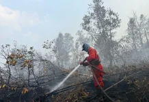 Hotspot Karhutla Turun 56 Persen, Kemenhut Tetap Waspada