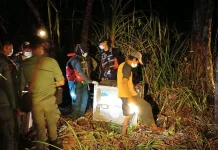 Kemarau Picu Pergerakan Orangutan, Tiga Satwa Dievakuasi