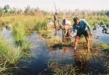 Pahami Sederet Cara Menjaga Lahan Gambut Agar Tak Mudah Terbakar