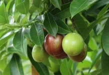 Sering Lihat di Pinggir Jalan, Ini Fakta tentang Buah Bintaro