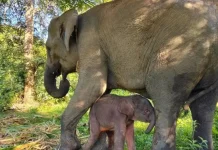 Kebakaran Way Kambas Berhasil Dipadamkan, Kemenhut Pastikan Gajah Sumatra Aman