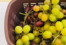 Agrowisata Petik Anggur Jadi Daya Tarik Wisata Baru di Kepulauan Riau
