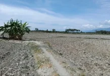 Puluhan Hektare Sawah di Sigi Terdampak Kekeringan